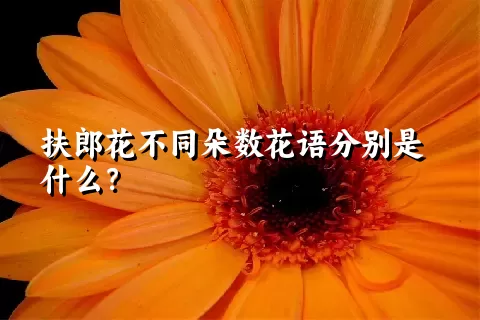 扶郎花不同朵数花语分别是什么？