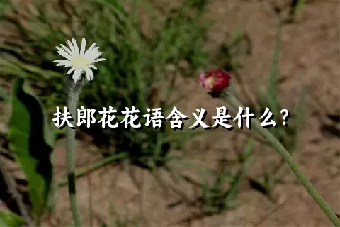 扶郎花花语含义是什么？