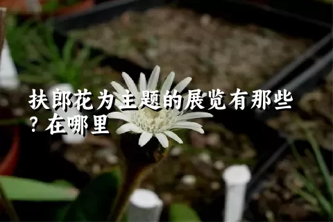 扶郎花为主题的展览有那些？在哪里