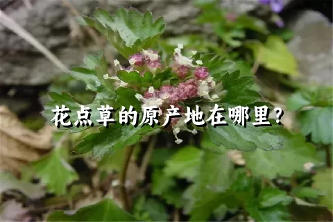 花点草的原产地在哪里？