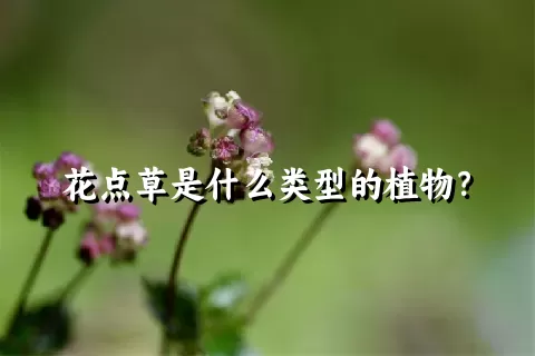 花点草是什么类型的植物？