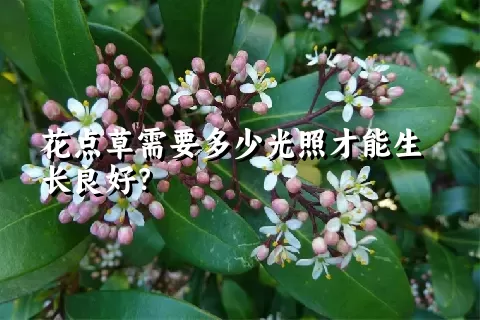 花点草需要多少光照才能生长良好？