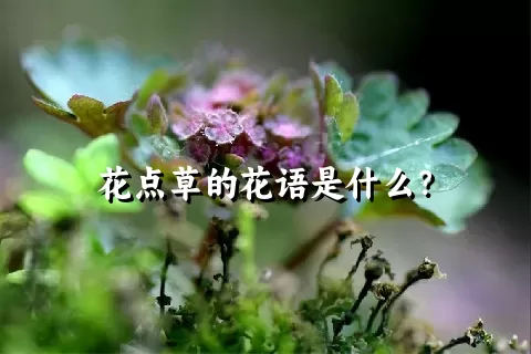 花点草的花语是什么？