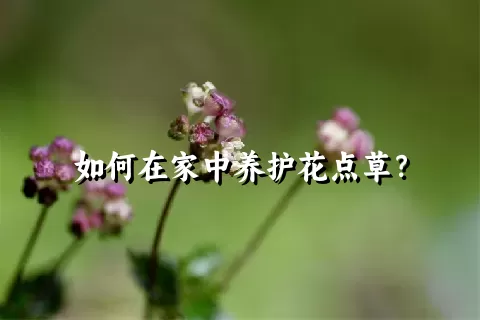 如何在家中养护花点草？