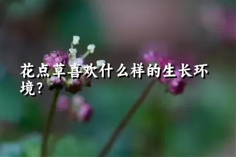 花点草喜欢什么样的生长环境？