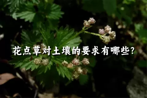 花点草对土壤的要求有哪些？