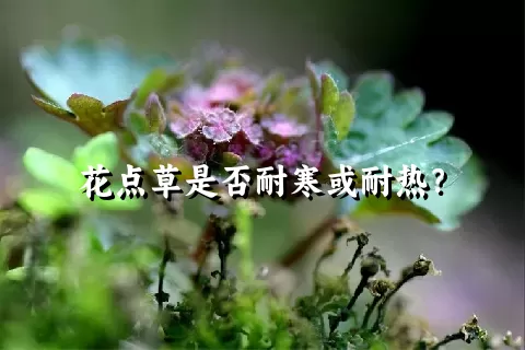 花点草是否耐寒或耐热？