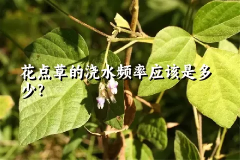 花点草的浇水频率应该是多少？