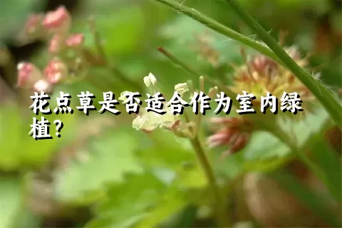 花点草是否适合作为室内绿植？