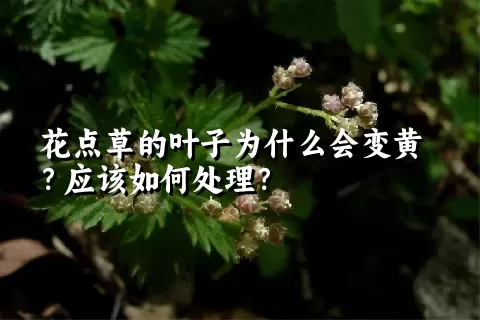 花点草的叶子为什么会变黄？应该如何处理？