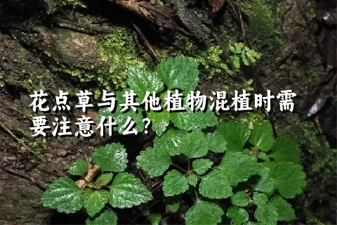 花点草与其他植物混植时需要注意什么？