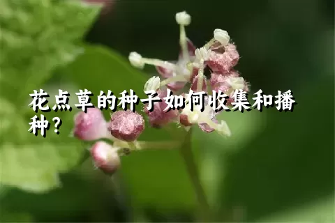 花点草的种子如何收集和播种？