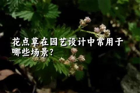 花点草在园艺设计中常用于哪些场景？