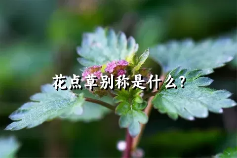 花点草别称是什么？