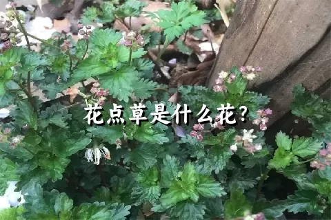 花点草是什么花？