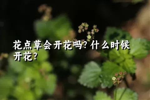 花点草会开花吗？什么时候开花？