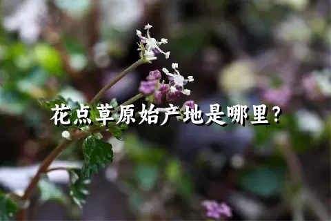 花点草原始产地是哪里？