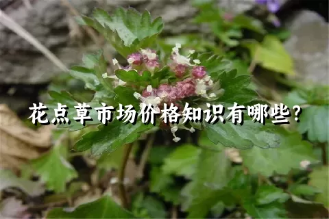 花点草市场价格知识有哪些？