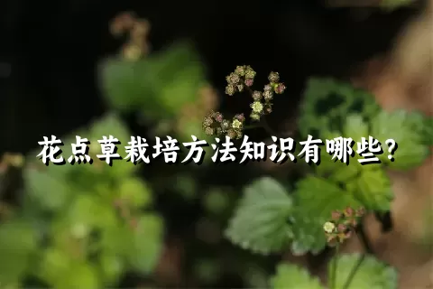 花点草栽培方法知识有哪些？