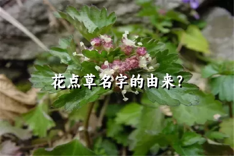 花点草名字的由来？