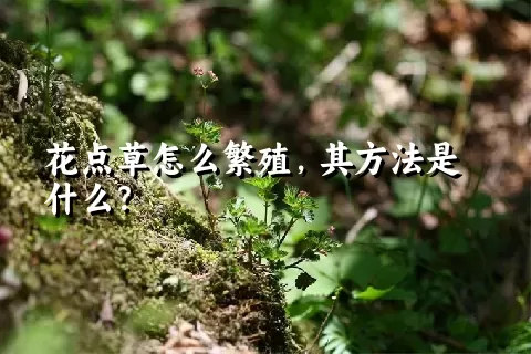 花点草怎么繁殖，其方法是什么？