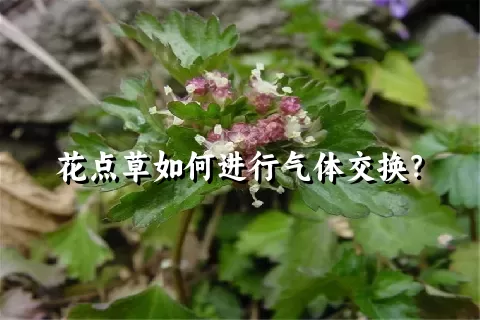 花点草如何进行气体交换？