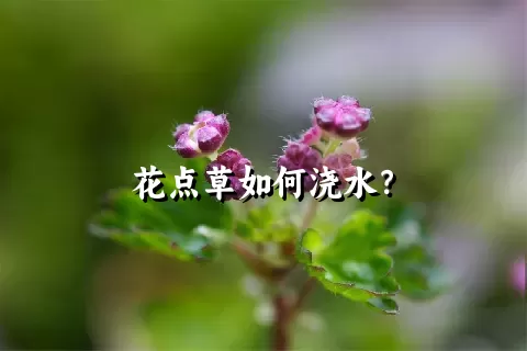 花点草如何浇水？