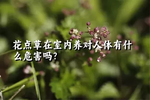 花点草在室内养对人体有什么危害吗？