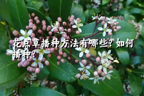 花点草播种方法有哪些？如何播种？