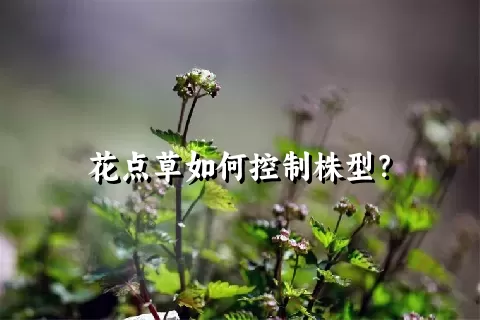 花点草如何控制株型？