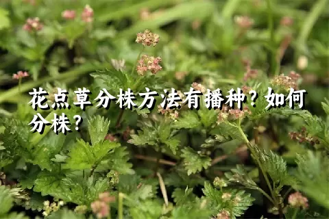 花点草分株方法有播种？如何分株？