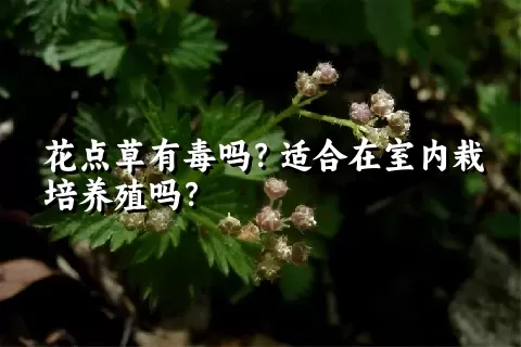 花点草有毒吗？适合在室内栽培养殖吗？