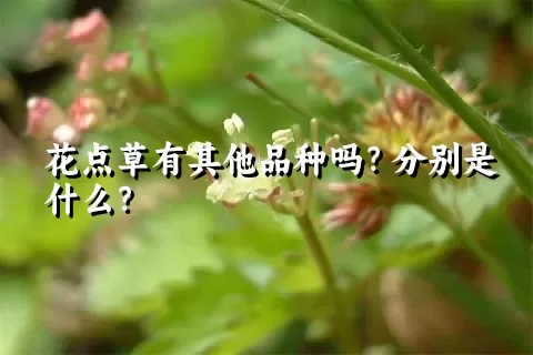 花点草有其他品种吗？分别是什么？