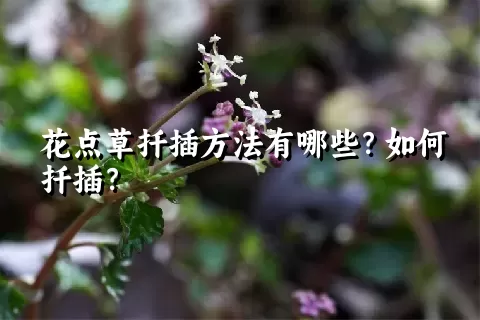 花点草扦插方法有哪些？如何扦插？