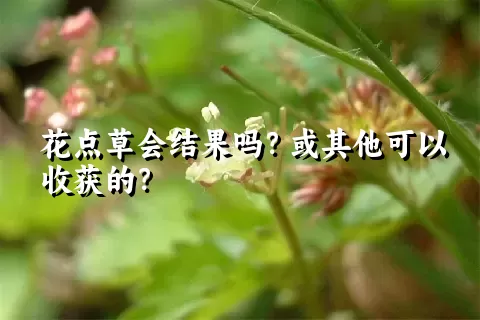 花点草会结果吗？或其他可以收获的？