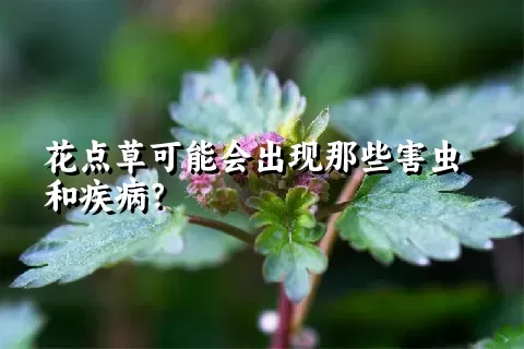 花点草可能会出现那些害虫和疾病？