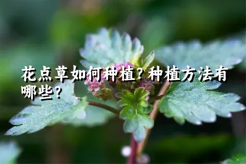 花点草如何种植？种植方法有哪些？