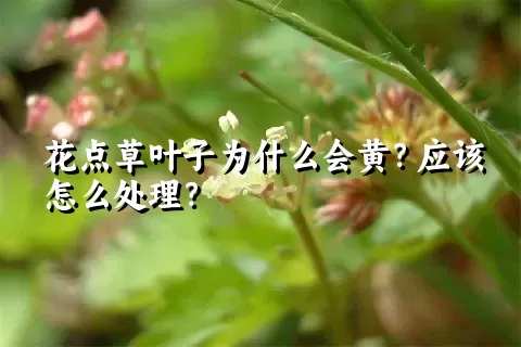 花点草叶子为什么会黄？应该怎么处理？