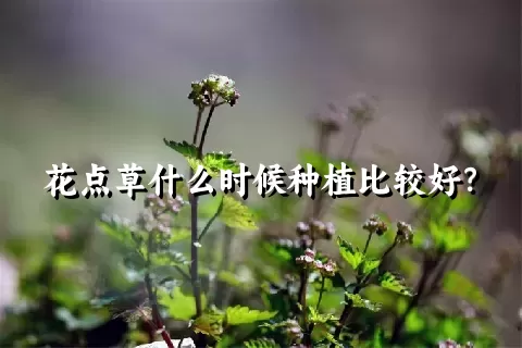 花点草什么时候种植比较好？