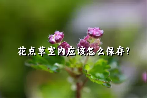 花点草室内应该怎么保存？