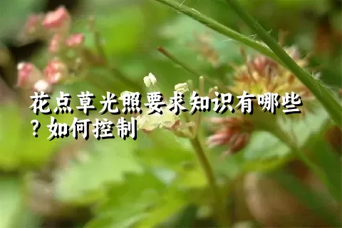 花点草光照要求知识有哪些？如何控制