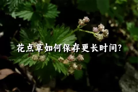 花点草如何保存更长时间？