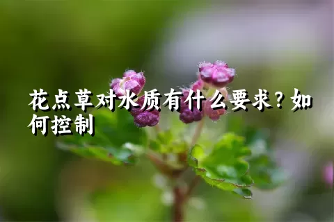 花点草对水质有什么要求？如何控制