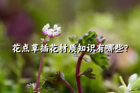 花点草插花材质知识有哪些？