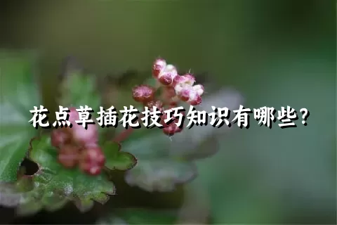 花点草插花技巧知识有哪些？