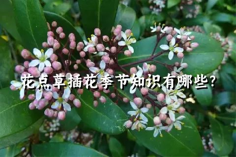 花点草插花季节知识有哪些？