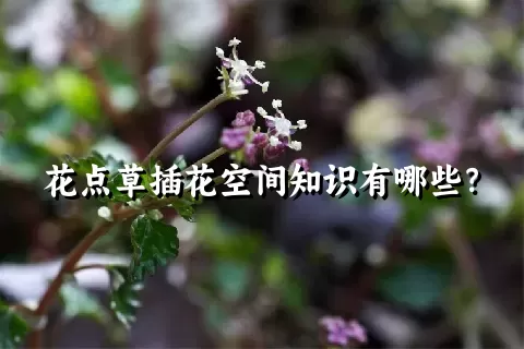 花点草插花空间知识有哪些？