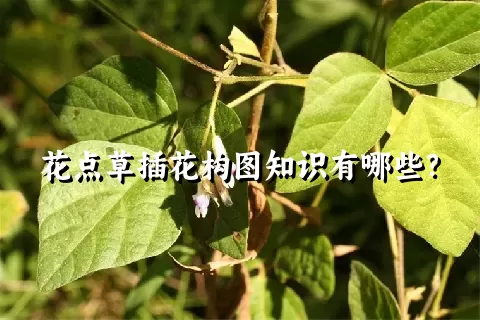 花点草插花构图知识有哪些？