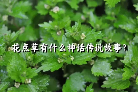 花点草有什么神话传说故事？