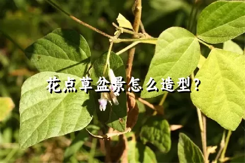 花点草盆景怎么造型？